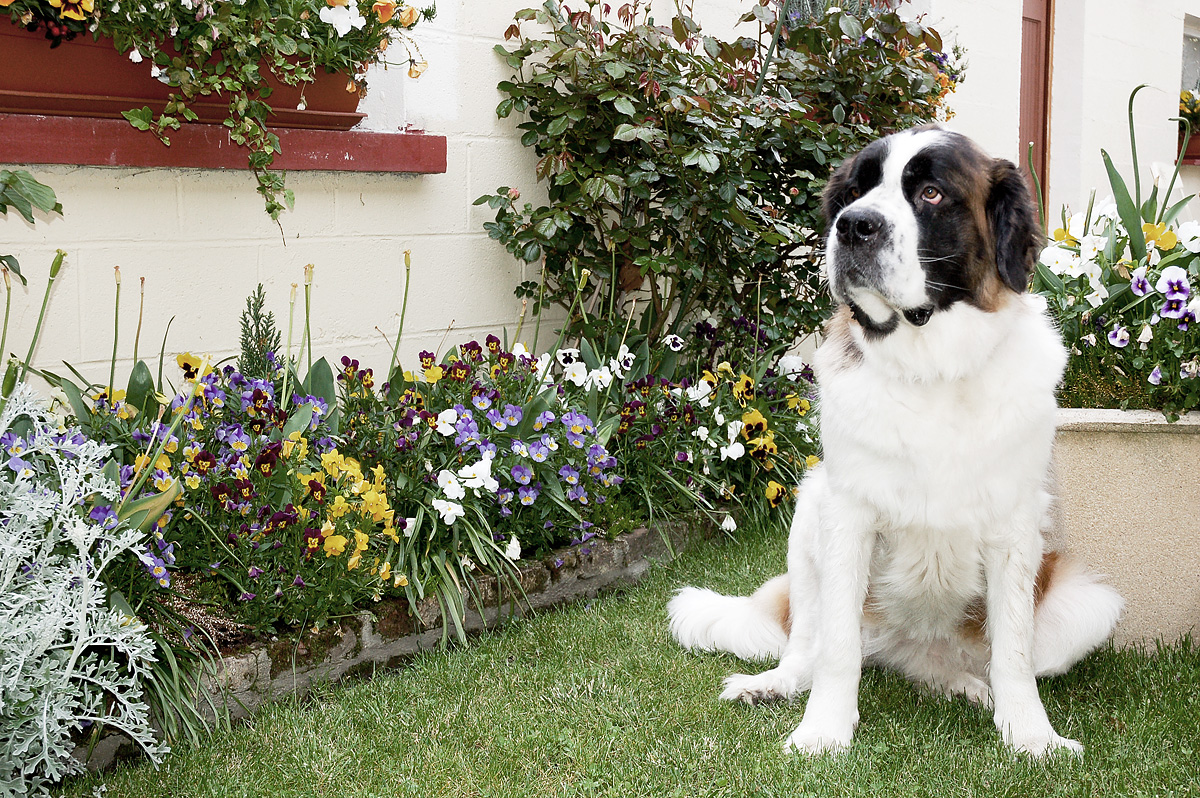 Jouvence-castel-brigade-animale-01