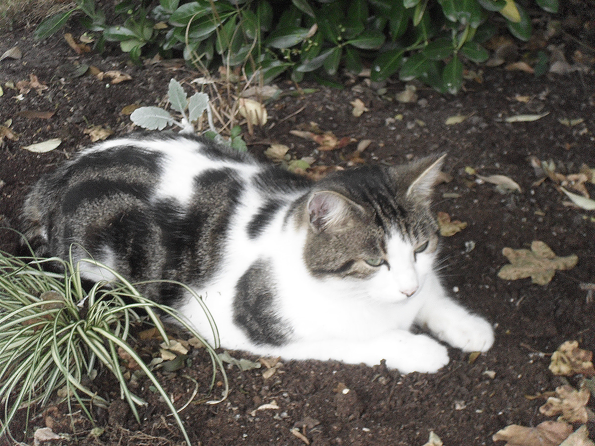 Jouvence-castel-brigade-animale-05