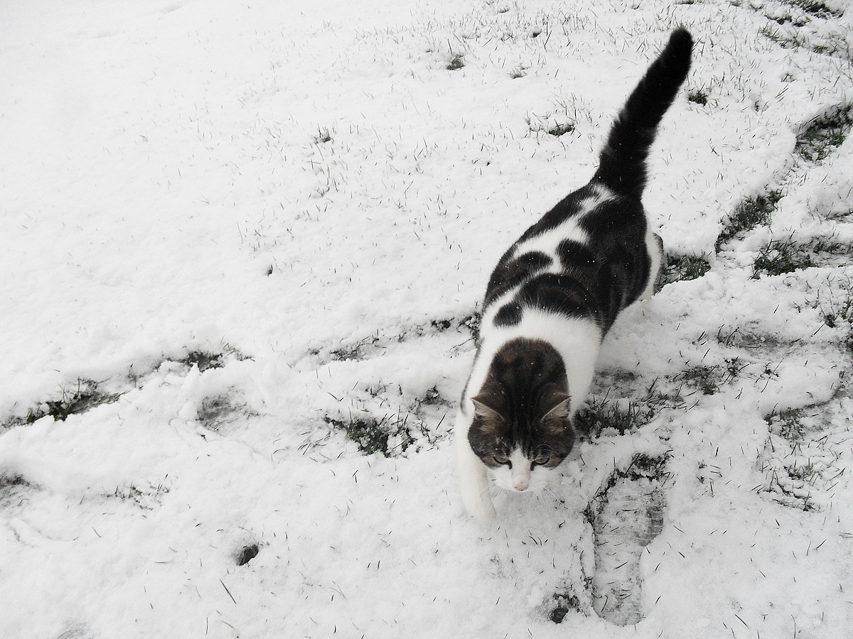 Jouvence-castel-brigade-animale-09